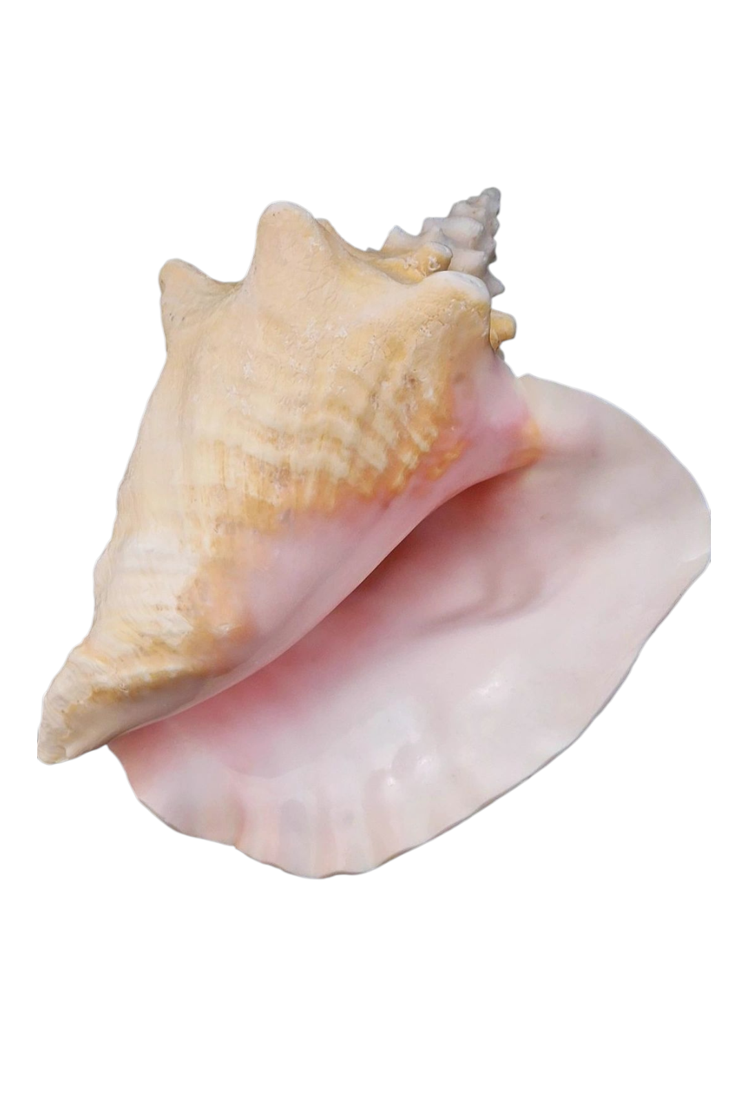 Conch Horn (Muschel)