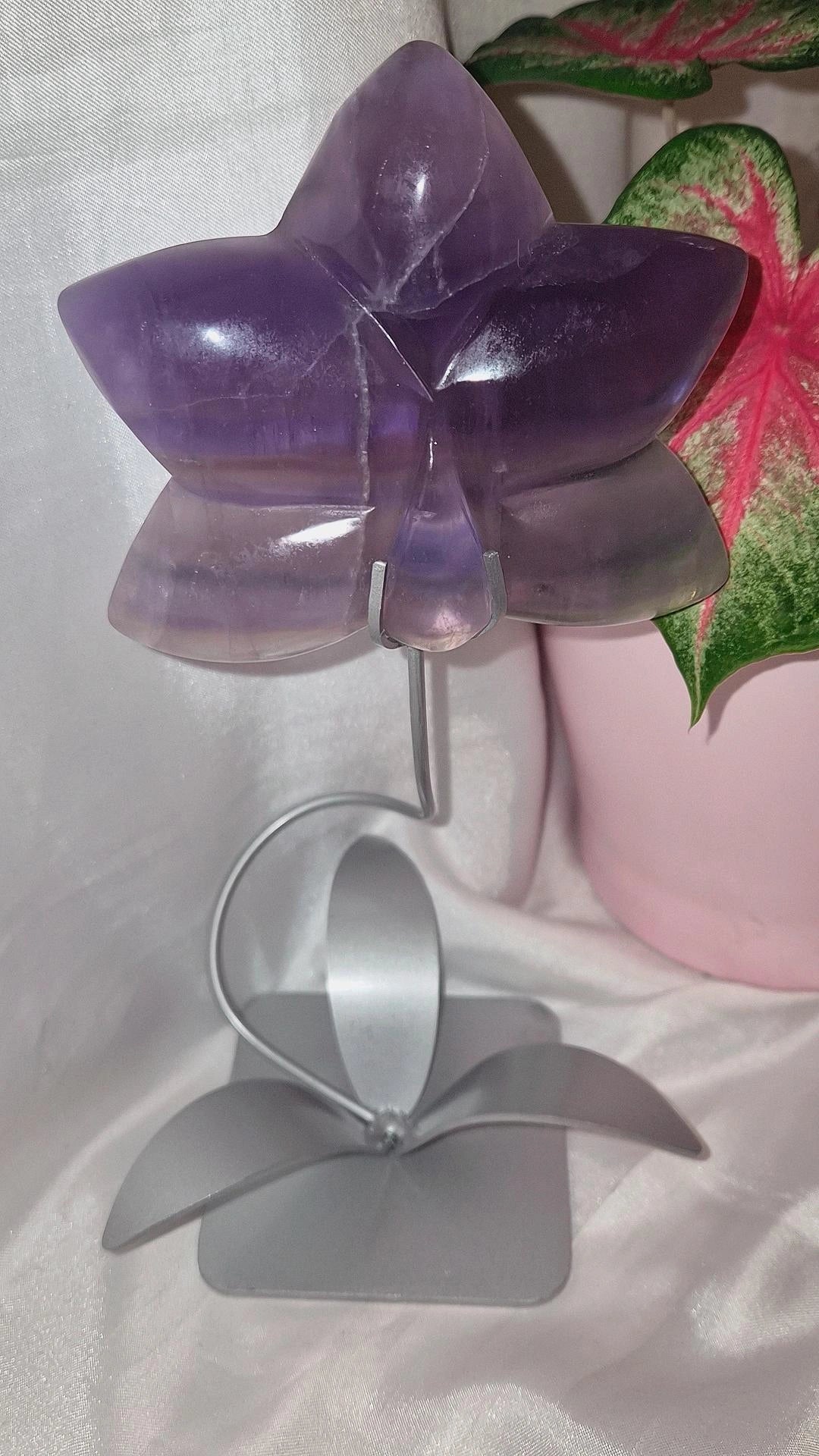 Lila Fluorit Orchidee