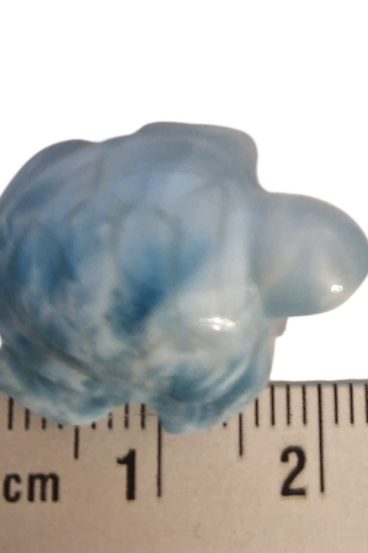 Larimar Schlidkröte