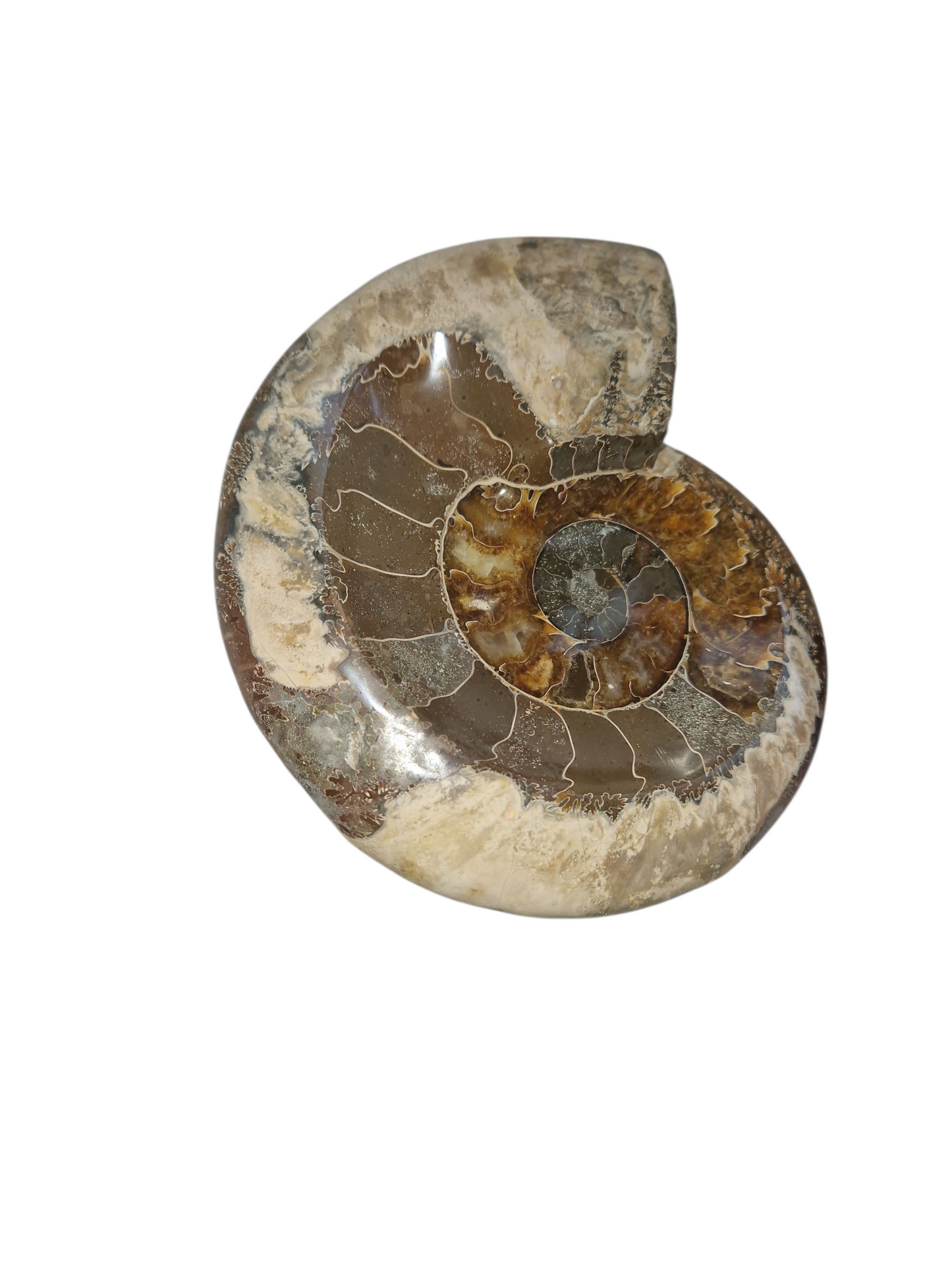 Amoniten Schale