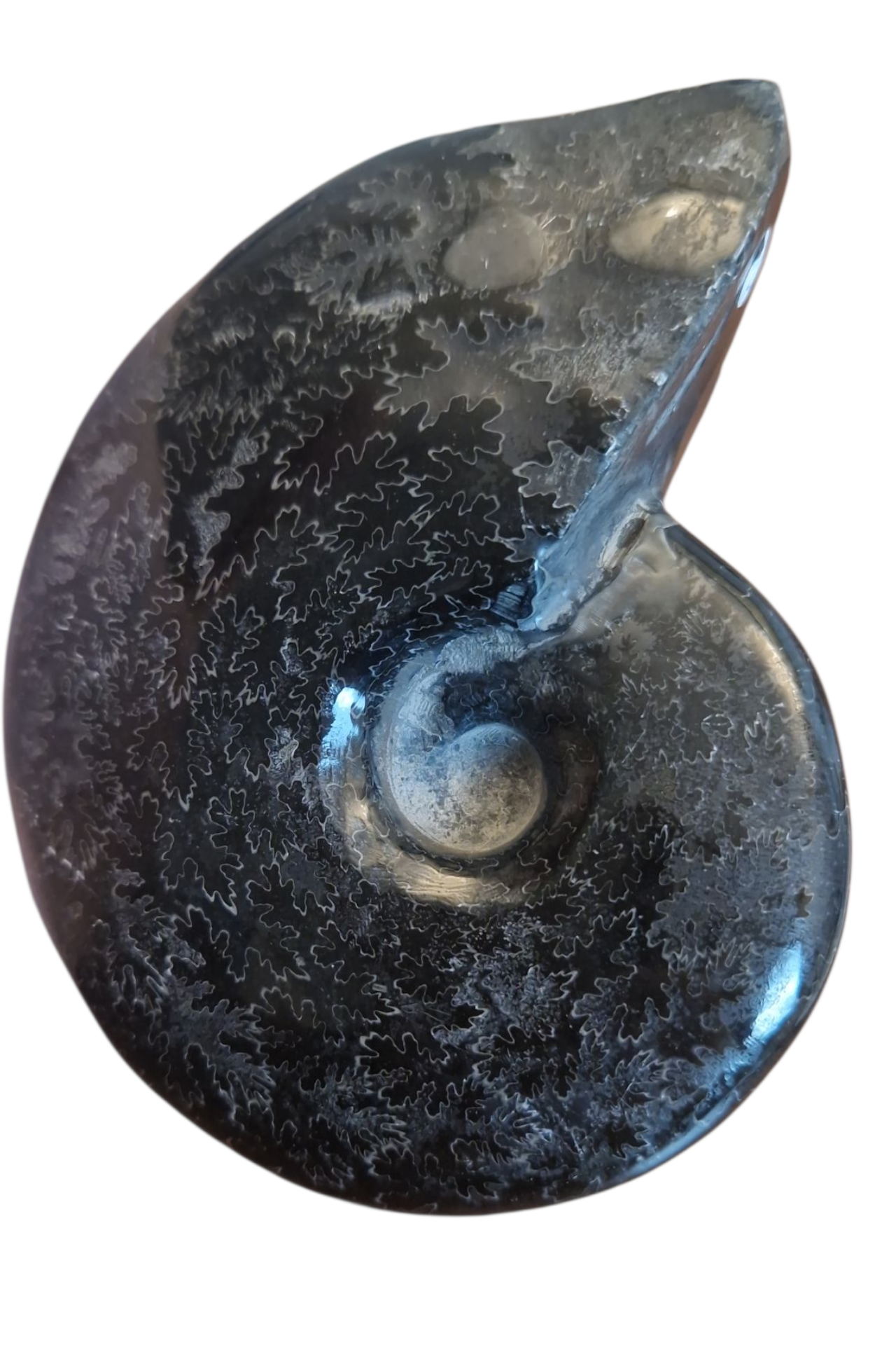 Ammonite Muschel