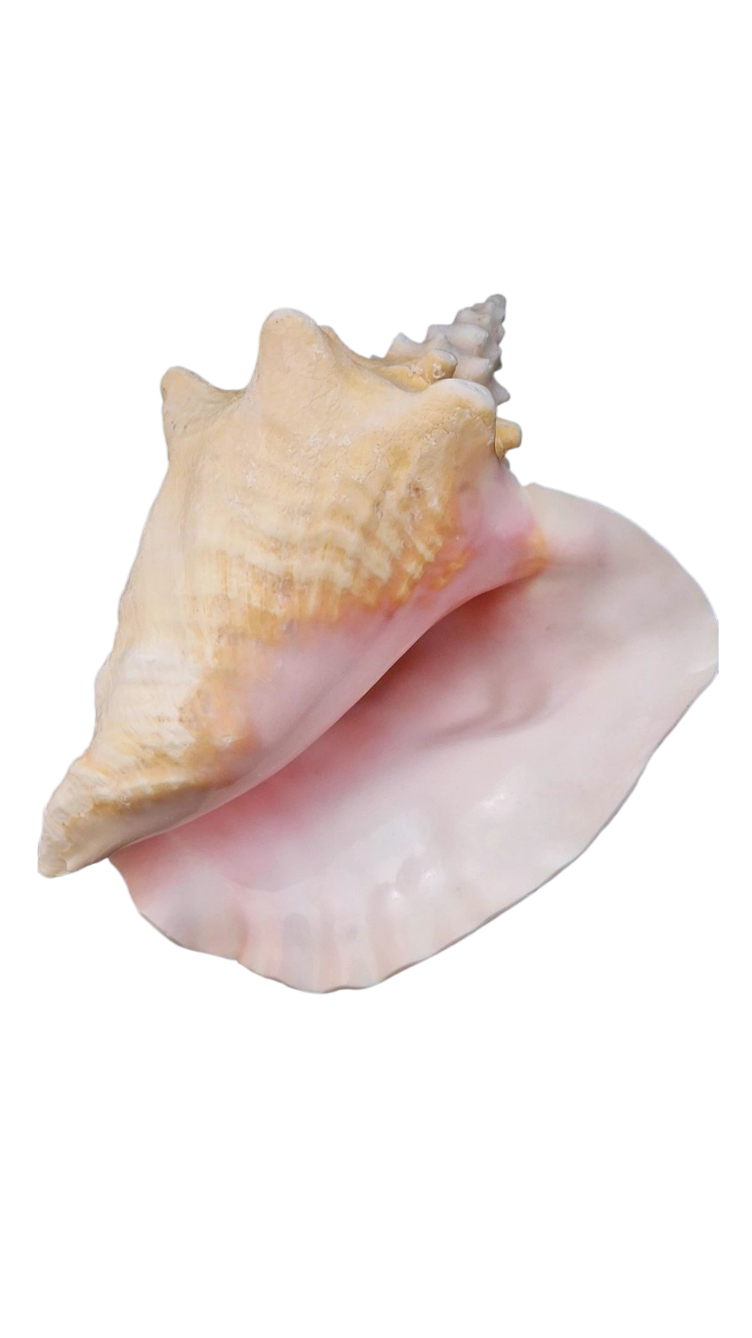 Conch Horn (Muschel)