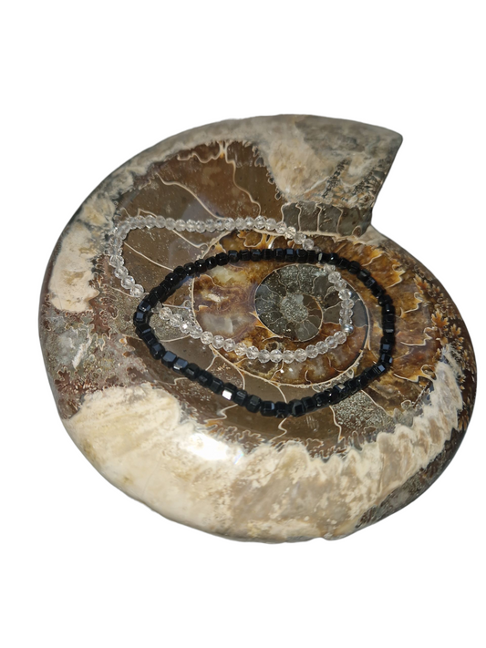 Amoniten Schale