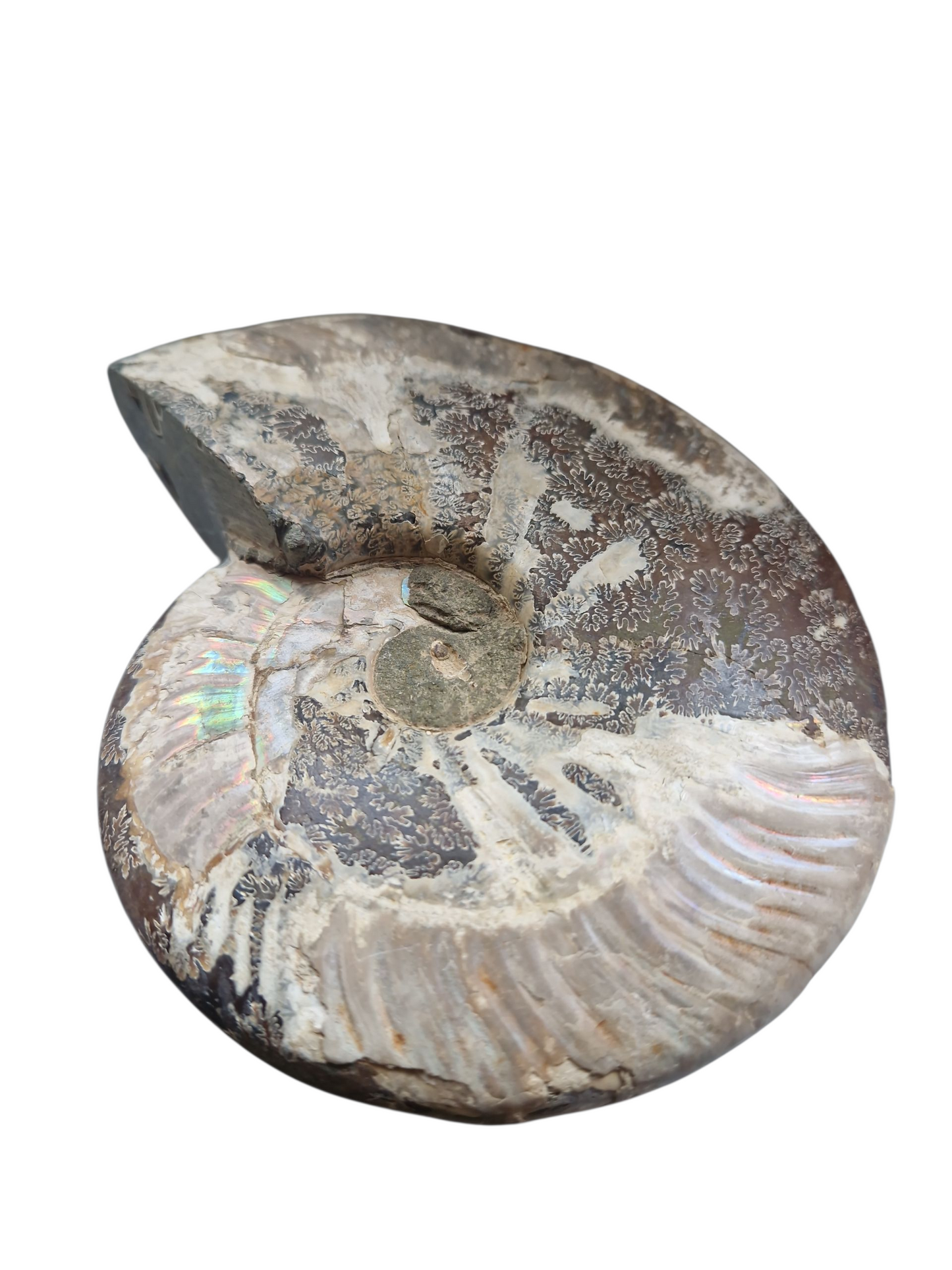 Amoniten Schale