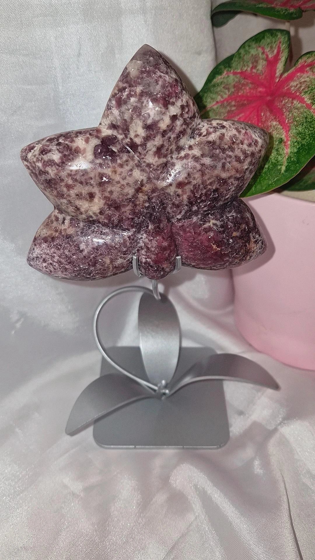 Lepitohlit Orchidee